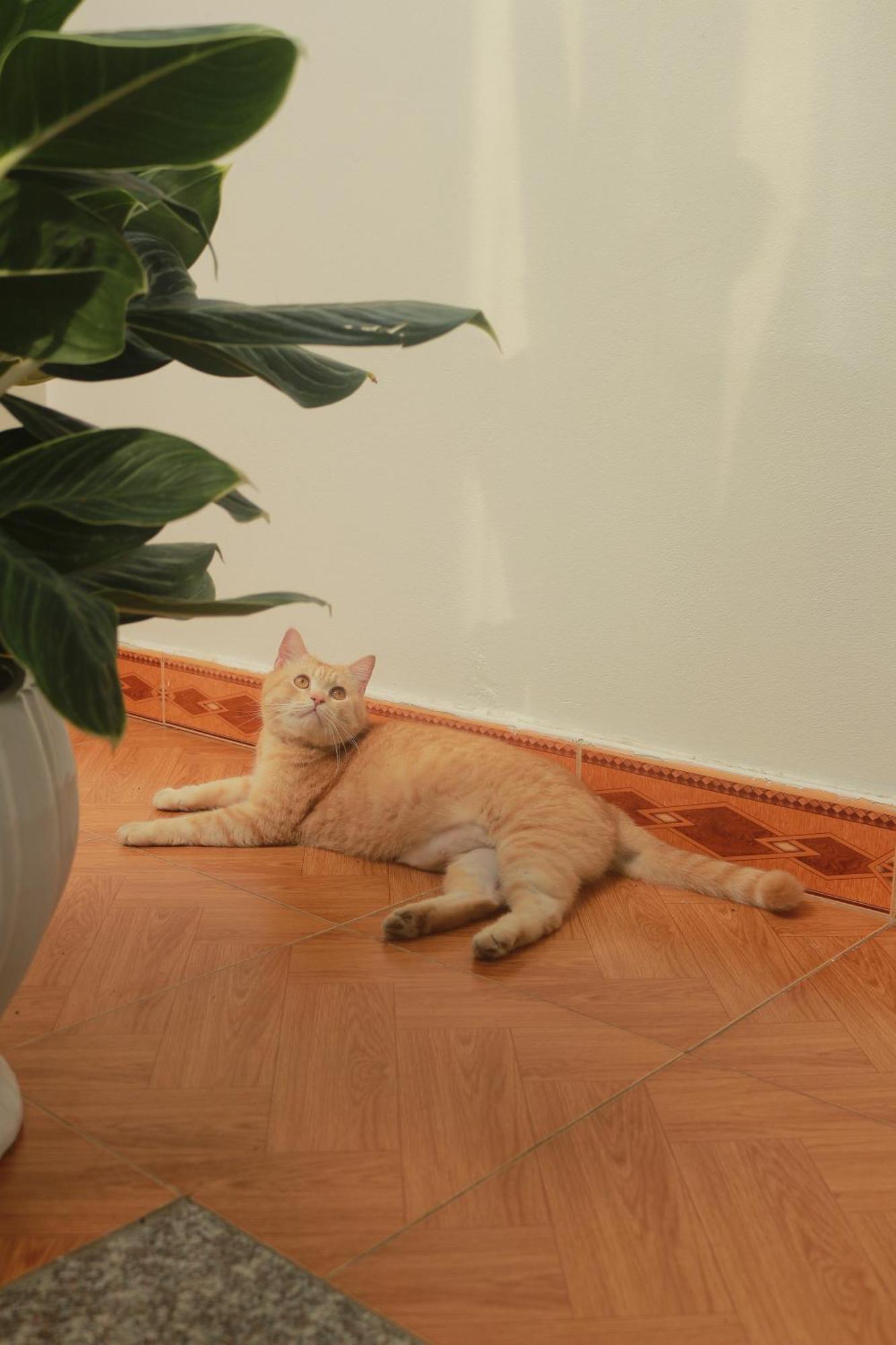 Lazy Cat Homestay - Motorbikes Rental & Tours 하 기앙 외부 사진
