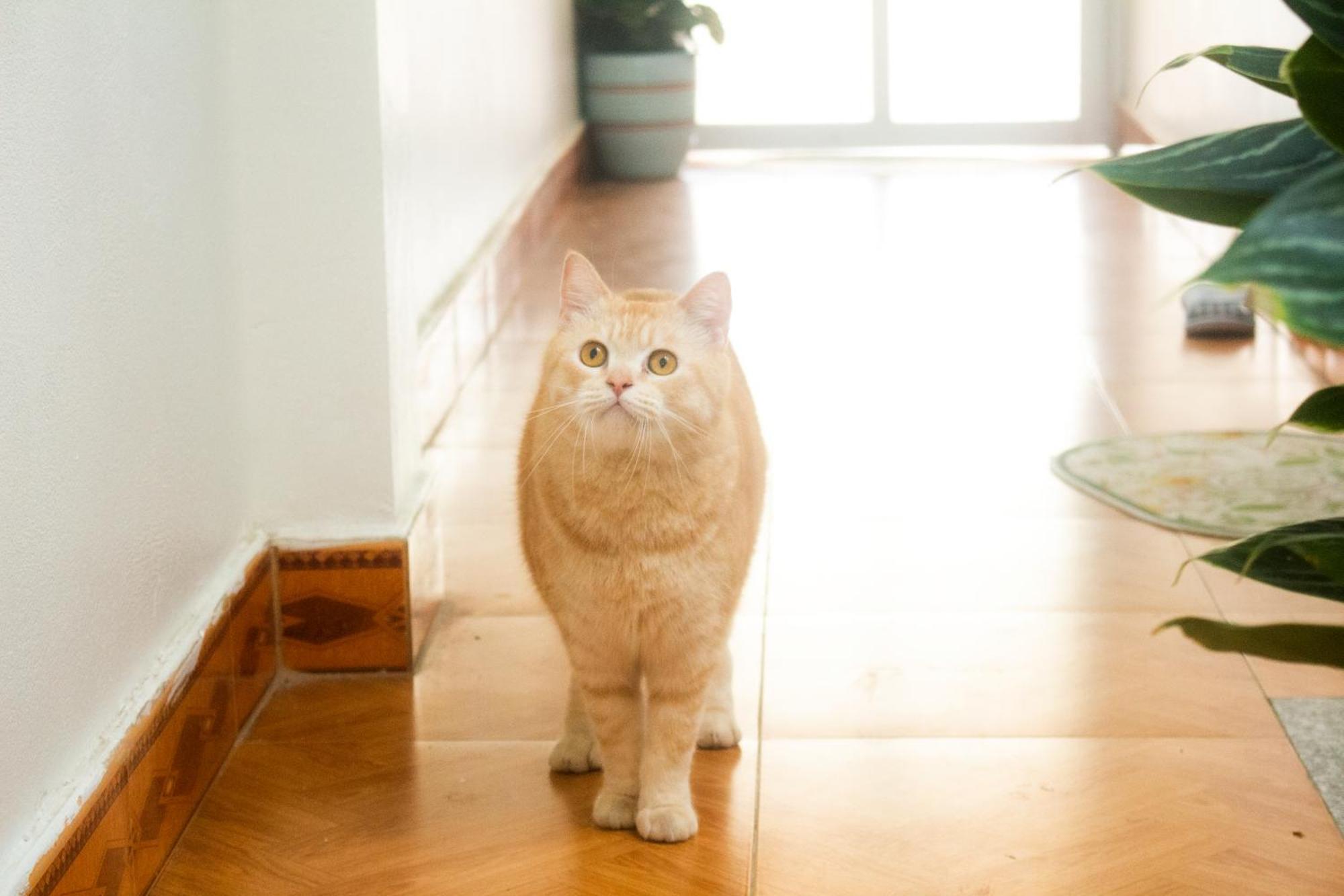 Lazy Cat Homestay - Motorbikes Rental & Tours 하 기앙 외부 사진